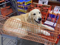 vixyhoovesmod:  hentai-ass:  westernkanye:  An important purchase  You can’t buy love and I refuse to believe that sitting in that cart is anything short of love  also at a homedepot, where pets are strangly allowed in the stores, as long as they dont