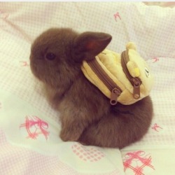 summersinthesky:  WHY IS THIS BUNNY WEARING A BACKPACK? WHERE IS HE GOING TO GO? WHAT DOES HE HAVE IN THIS BACKPACK? 