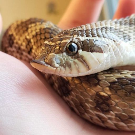 dapperpets: dapperpets:  Witness me, a professional, wildly cackling as I let my friend try to input data with this angry noodle on my computer  Little guy was released today! Good luck in the wild buddy make your lab moms proud!! 