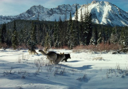 awkwardsituationist:  jim and jamie dutcher, determined to show “the hidden life of wolves”, lived for six years with a pack of wolves in the idaho wilderness of yellowstone. they came to know wolves as complex, highly intelligent animals with distinct