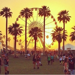 #ratherbeatcoachella #mydream #coachella #2014 #desert #missCalifornia  #indio #daydreaming #paradise #palmtrees #sunnydays