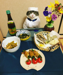 archiemcphee: Caturday + Cosplay = meal time with Maro! Maro is a Japanese kitty who specializes in cosplaying as a professional chef. His human, @rinne72, always photographs Maro dressed in the proper kitchen (and sometimes festival) attire to match
