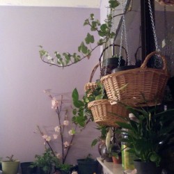 faerie-planet:  Bedside plants