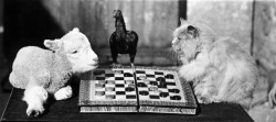 A lamb and a cat playing draughts, watched over by a bantam, at Langford, Somerset, 1933.
