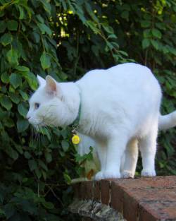🐱🐱🐱    #meko #catstagram #catsofinstagram #whitecat #garden #cute #furbaby #collar