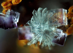 underthescopemineral:  Fluorite, Hemimorphite CaF2, Zn4Si2O7(OH)2·H2O Locality:Hidden Treasure Mine (Sacramento; Chicago), Ophir Hill area, Ophir District, Oquirrh Mts, Tooele Co., Utah, USA   Field of View: 1.1 mm An impressive configuration of Fluorite
