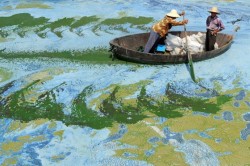 sixpenceee:  Fishermen row a boat in Chaohu Lake, China, surrounded by algae as if in a painting
