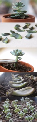 dizzymaiden:  Propagate Succulents From Leaves - start by removing the lower leaves first. Be really careful when you remove the leaves from the stem. Hold the leaf firmly and wiggle it from side to side until you feel a little snap. You want to be sure