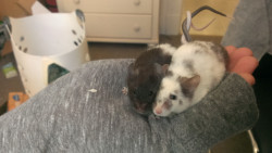 awwww-cute:  Girlfriend’s mice tangle their tails when cuddling 