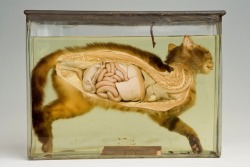 Bisected Pregnant Cat, Grant Museum
