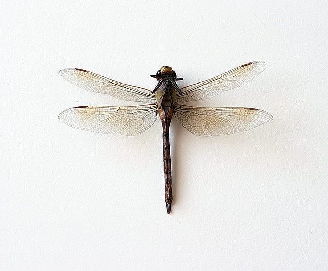 sublimespy: dragonfly 