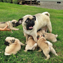 lucid-dancing:  the face of parenthood   When pugs attack no one is safe!