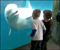 m-lissa:  weaneyhutjr:  THIS IS THE GREATEST ANIMAL IN THE WORLD LOOK HIM HES ALL LIKE “WHAT SON. YOU BETTER STEP BACK” WHAT A MAGICAL BEAST  hahaha, you love belugas!! 