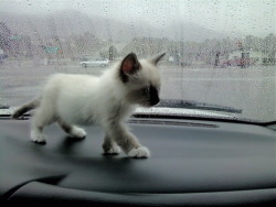 colorfulcheshire:  I heard you liked kittens on dashboards so I reblogged a kitten on a dashboard so you can enjoy a kitten on a dashboard on your dashboard. 