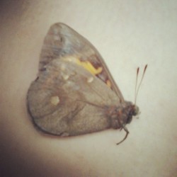 :( #moth #bomdia