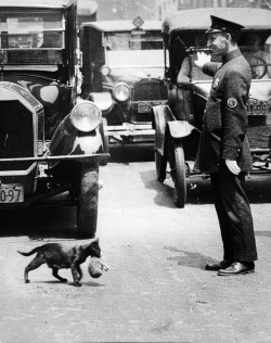 It was a sunny summer afternoon, July 29, 1925. Harry Warnecke, a photographer for the New York News, got a phone tip that a cat trying to carry its kittens home was tying up traffic because a policeman had stopped the cars on a busy street (Centre