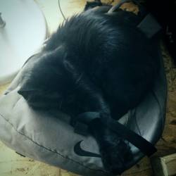 Just got home threw away my back pack and Kitty instantly chose to make use of it ^_^ #blackcat #cat #kitty #miau #meow