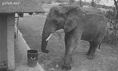 troyesivan:  keinepopsongs:  An elephant got caught on security camera picking up trash and putting it in a garbage can  IT APPEARS THAT A CLUMSY, ENVIRONMENTALLY CONSCIOUS ELEPHANT HAS STOLEN MY HEART   AWE