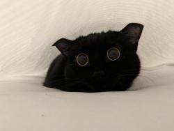 cutekittensarefun:Luna thinks hiding under the sheets while I make the bed is the best game.
