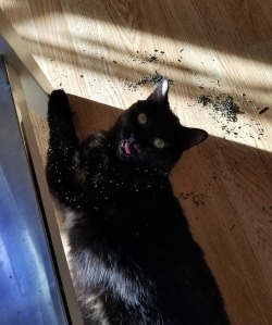 scratch–meowt:  she really loves catnip.