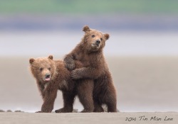 fuck-yeah-bears:  bear cub by Tin Man