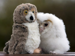 marnla:  cuteness-daily:  Cute animals with stuffed animals!  Never speak to me again 
