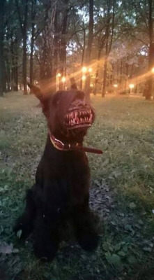 sixpenceee:  The above muzzle can instantly turn your dog into a terrifying werewolf. It’s perfect for Halloween. 