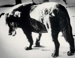 Stray Dog, Misawa Aomori photo: Daido Moriyama, 1971