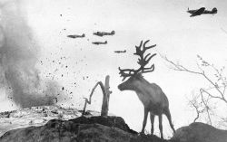 Shellshocked Reindeer, Murmansk  WWII 1942 by Yevgeny Khaldeivia: iconicphotos