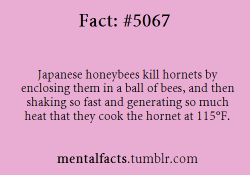 overheal:gaaraofsburbia:mentalfacts:Fact  5067:   Japanese honeybees kill hornets by enclosing them in a ball of bees, and then shaking so fast and generating so much heat that they cook the hornet at 115°F.Oh my god it’s true#BAD AND NAUGHTY HORNETS
