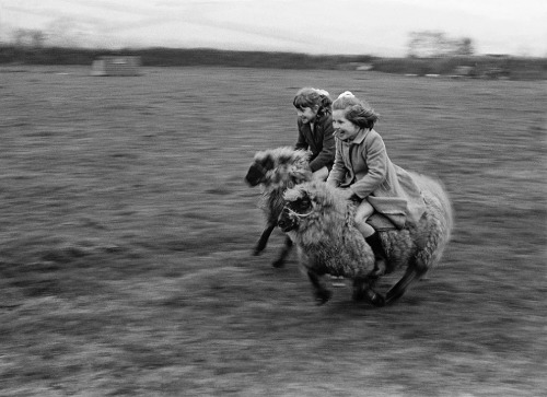 disgruntledmenshevikjohnmulaney: historical-nonfiction: Girls racing sheep in Aberystwyth, Wales. 1965. girls will be girls 