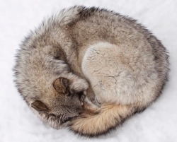 beautiful-wildlife:  Ball Of Wolf by Eunice Gibb 