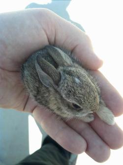 rlyhigh:  oh my god that is the smallest bunny i’ve ever seen 