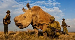 gunrunnerhell:  The Last OneIn the last 50 years, the rhino population of Africa has dropped 96 per  cent. This is largely due to the greed and ignorance of poachers. The most obvious way to bring them back from the brink of extinction is  to breed the