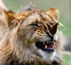 sixpenceee:  This picture of a butterfly landing on a lion was taken by photographer Kerry Snider. He says “This was taken at the Wild Animal Park in San Diego. I caught him at the end of a yawn. The expression was perfect for adding the butterfly.”