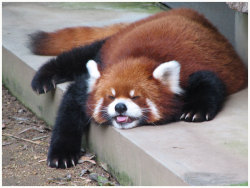 farfromthetrees:  gothiccharmschool:  Here. Red Panda breaktime.      I fucking love these creatures. They’re like pokemon in real life.