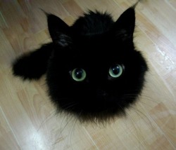 cauda-pavonis:  trapkitten:  woodelf68:  Black Floofball with eyes.  Soot sprite  always reblog this cat. 