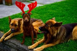 handsomedogs:  So, we decided our newest edition to the family gets to don the reindeer horns of joy - doesn’t she look joyous! This is Xena, our rescue dog, and our two boys Justice (L) and Bishop &reg; - have a happy holiday season from Aotearoa (New