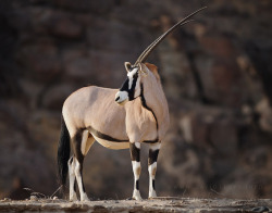 iainyork:                                         namibian oryx, ( gemsbok )                                                                            