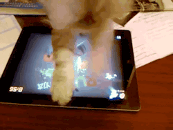 tealmaple:  darth-sebious:  secretgeekster:  omg he even doesnt hit the bombs  I don’t normally reblog cats, but this one has Fruit Ninja skills  So are we gonna talk about how a cat is better at fruit ninja than me? 