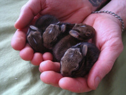 kurtlechan:  Handful of bunnies. 