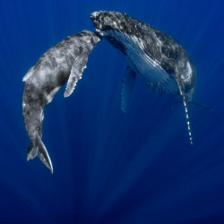 A mother’s love (Humpback Whale with her calf)