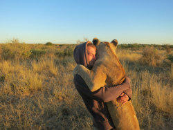 wolverxne:  This is enough to warm even the wildest of hearts. Deep in the African bush a lioness gives giant hug to the two men who saved her. As a cub, Sirga was driven out of her pride and rescued by Valentin Gruener and Mikkel Legarth who could