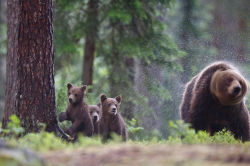 fuck-yeah-bears:  Mom’s Centrifuga by Bogdan Boev