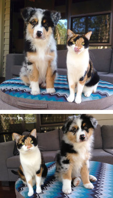 chubbycattumbling:  cuteavalanche:  Do all pet owners have a “type”?  ALL ARE FANTASTIC! 