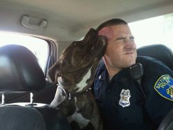 animalcruelty-notok:  Hero Baltimore cop responds to a call about vicious dog, goes home with a new best friend When officer Waskiewicz arrived at the scene he found the pitbull was being chased by children that were throwing glass bottles at him. The