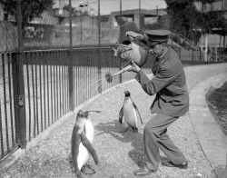 A zoo keeper gives a penguin a shower from a watering can, 28th August 1930.