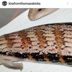 justnoodlefishthings:  landofwaterandaquaria:  meo3-mix:  landofwaterandaquaria:  eelpatrickharris:  kinks (kinky skinks)  You think that’s bad?Last time my axolotls bred the female lost an arm and a piece of her tail. They weren’t even supposed to