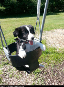 aplacetolovedogs:  Happy Border Collie puppy Bandit having some play time at the park For more cute dogs and puppies