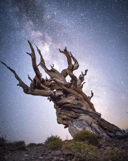 amazinglybeautifulphotography:Spent the night under the stars with these 4000 year old trees! The whistling wind gave me the creeps! [4016*5066][OC] [IG: @farbeyondlights] - csdk1207
